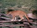 Charlie the Lonesome Cougar - Charlie