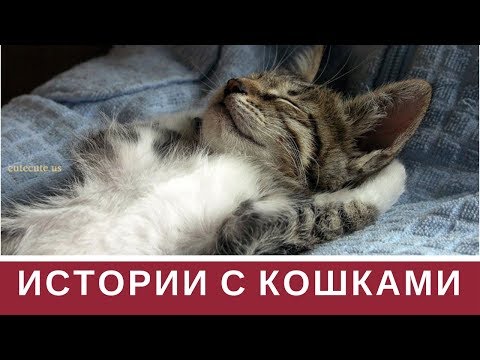 Прикольные истории с кошками