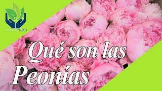 Peonía: tipos, características, imágenes, hábitad