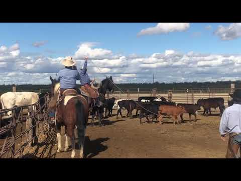 Tips for the Branding Pen: Riding under your rope