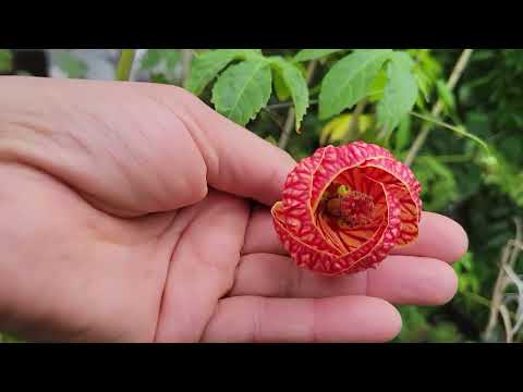 Tiger Eye Flowering Maple tree so delicate so stunning! plant one today. Does well in a container.