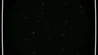 #MunnaBhaiya new web series bichoo ka khel. Dialogue