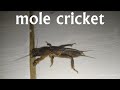 sound mole cricket,  