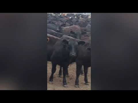 Terneros/as en El Sombrerito, Santa Fe