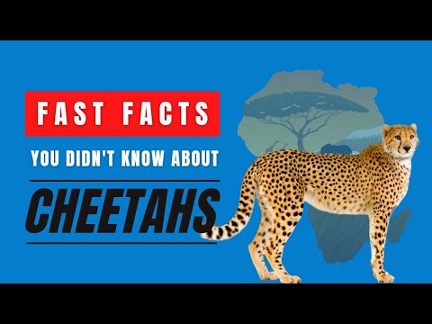 Fast Facts You Didn't Know About Cheetahs
