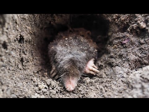 How to drive away moles from our to the neighbor's yard
