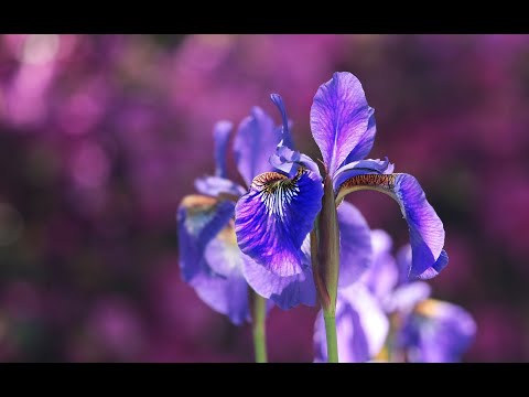 Iris Walzer, Duo (Steirische Harmonika)