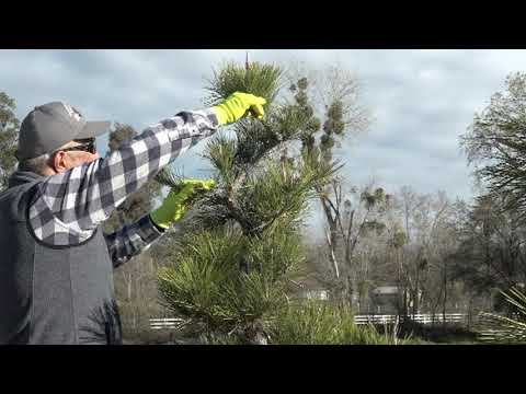 3 NIWAKI JAPANESE BLACK PINE IN WINTER 2022