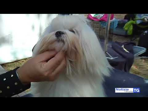 2017-09-02 PRATO - ALL'EX IPPODROMO 900 CANI DI 160 RAZZE DIVERSE