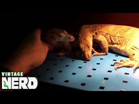 Introducing Monitor Lizards to each other - Part #1 NERD STYLE