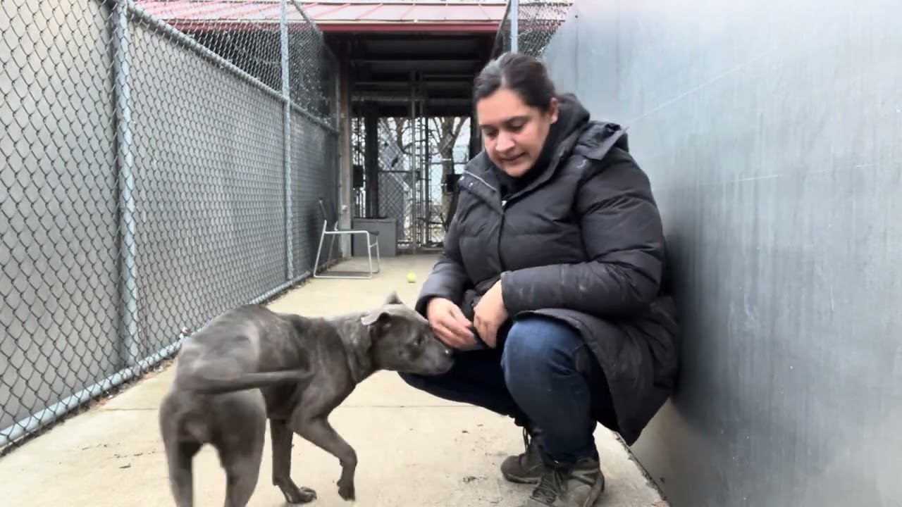 Enlarge Dixie, a ADOPTABLE Pit Bull Terrier in Chicago, IL video 5/5