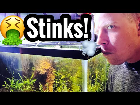 YouTube video about: How do I stop my fish tank from smelling?