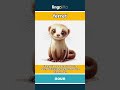 ferret - a small, long, furry animal... video thumbnail