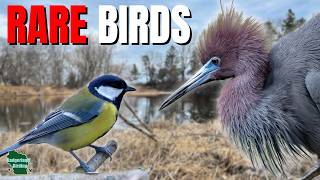 Two Rare Birds, One Day | Wisconsin Birding