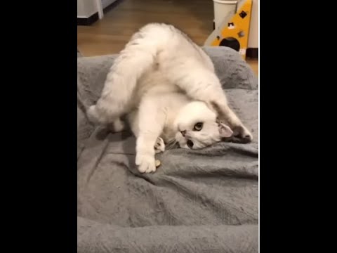 Funny Dogs and Cat |Funniest Pets| Anusha HW channel