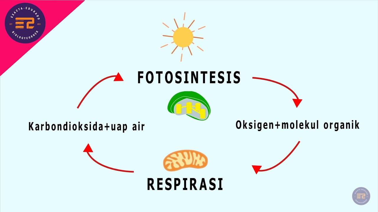 Hubungan Respirasi dan Fotosintesis & Tahapan Respirasi