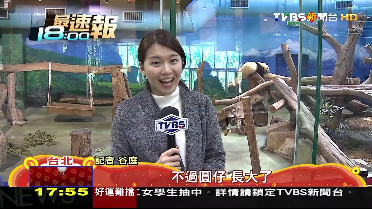 走春好擠動物園湧3.3萬人 搭貓纜等2小時