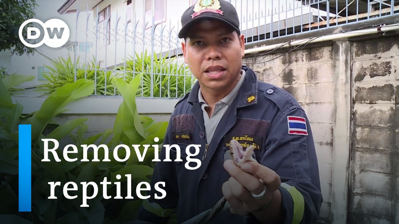 The snake catchers of Bangkok