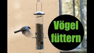 Vögel füttern: Wie eine Vogelfutterstation auf dem Balkon hilft