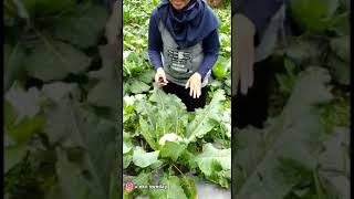 Download lagu petani cantik 😊 mp3