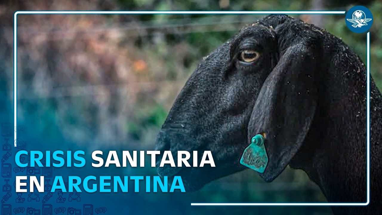 Por brote de scrapie, Argentina pierde estatus sanitario; Milei enfrenta críticas