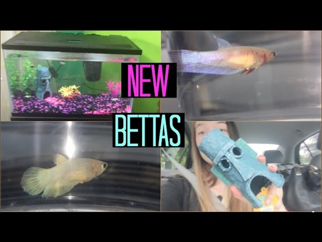 GETTING NEW BETTA FISH!!