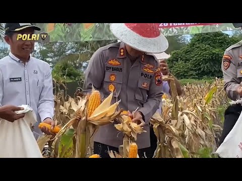 POLRES PURWOREJO GELAR PANEN RAYA JAGUNG