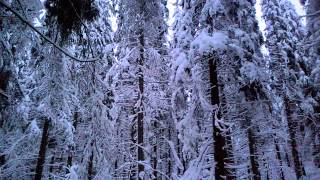 preview picture of video 'Finnish winter forest at Puijo, Kuopio, Finland'