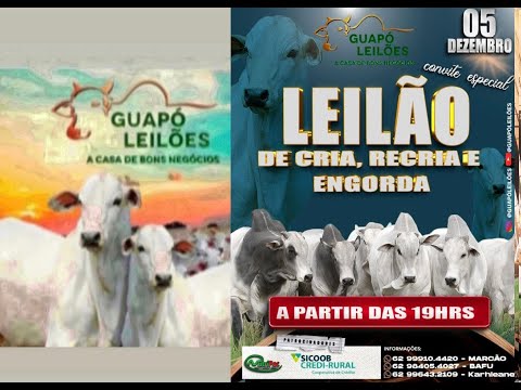 LEILÃO DE GADO EM GUAPÓ - GOIÁS  05/12/2025