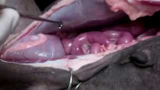 Spay Anatomy in a Cadaver Dog