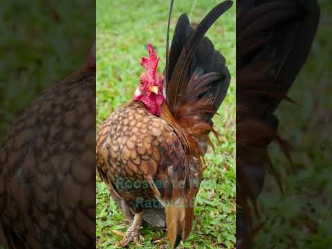, title : 'Serama Chickens: Size, Eggs, Lifespan, and More!'