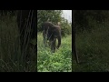 Feeding Forest Elephant In Loango NP