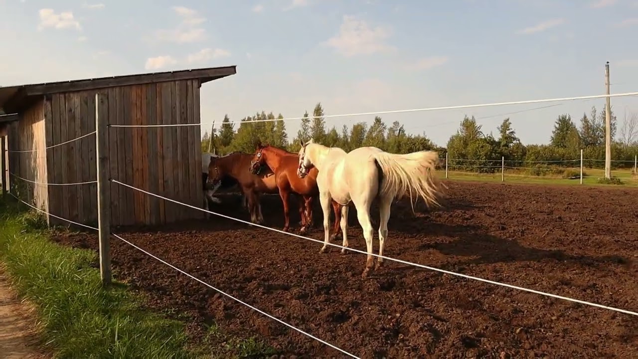 Centre d'équitation Nouvelle France 2024
