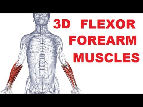 Forearm Muscles Anatomy - Anterior Compartment (Flexors) Part 1