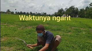 Download lagu Cerita kehidupan eps 03 .waktunya ngarit mp3