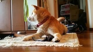 柴犬　母性をくすぐられる可愛さ！