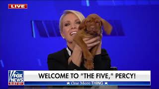 Dana Introduces Her New Dog Percy On The Five!🐕