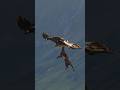 Perfect Shot Golden Eagle Ambushes Baby Mountain Goat In The Mountains