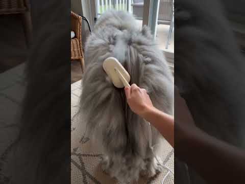 #petbrush #deshedding #doggrooming #tiktokshop #fyp