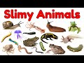 Slimy Animals Vocabulary For Kids Learn Slugs Worms Frogs More Preschool Animal Vocabulary