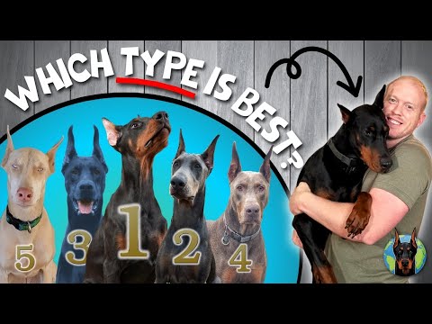 The Best Type of Doberman to Get (Your Perfect Match)