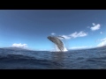 Humpback Breach From Underwater