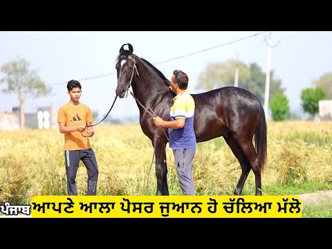 ਆ ਲਓ ਜੀ ਆਪਣੇ ਆਲੇ ਪੋਰਸ ਦੀ ਵੀਡੀਓ