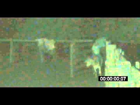 COMITIVA OS BRUTO DO MT