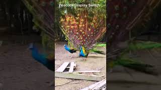 Indian National Birds Peacock #shorts #viral