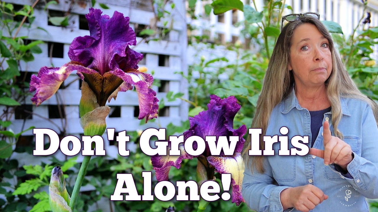 Best Companion Plants for Bearded Iris