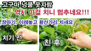 고구마 넝쿨 웃자람, 역시 이걸 치니 멈추네요! 장마기, 이레 놓고 황산가리 치세요 (고구마 열림과 비대를 …