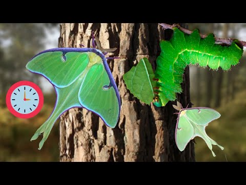 Luna Moth Life Cycle in ONE MINUTE! Actias luna / Moon moth