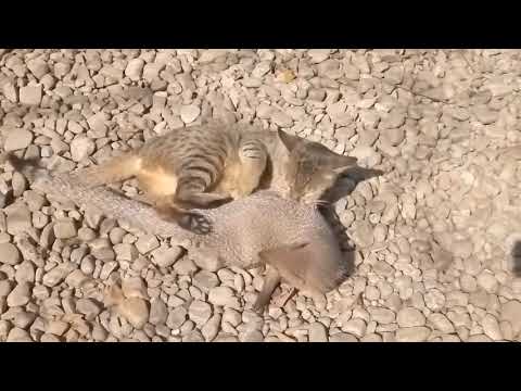 The friendship between the cat and the weasel