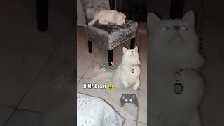 Download lagu 'What game would you live in?🤔 #cat #kitten #like #share #subscribe#gaming mp3
